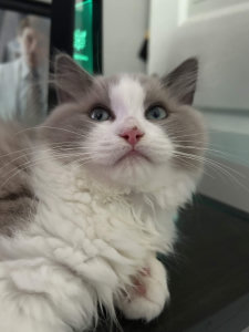 cat chqileaf franklin