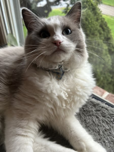cat chqileaf franklin