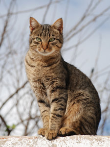 cat kitty